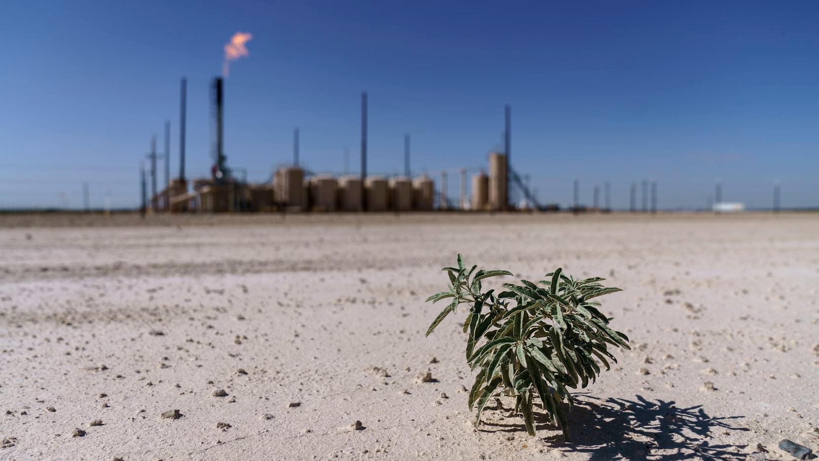 A lone plant grows from the dry soil next to a flare burning off methane and other...