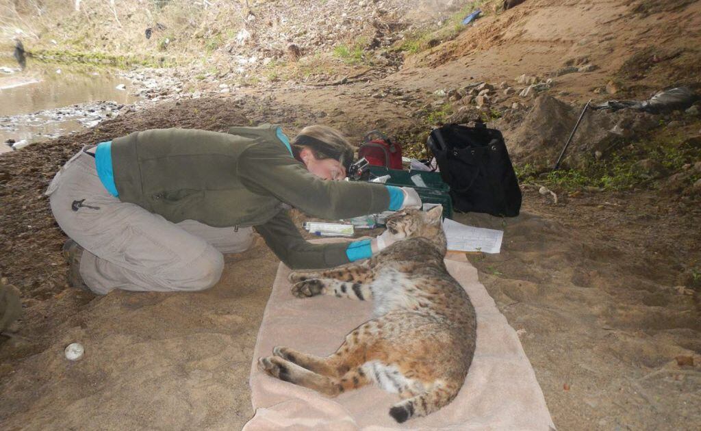 Trying To Explain More About Largely Unseen Bobcats In D Fw Area