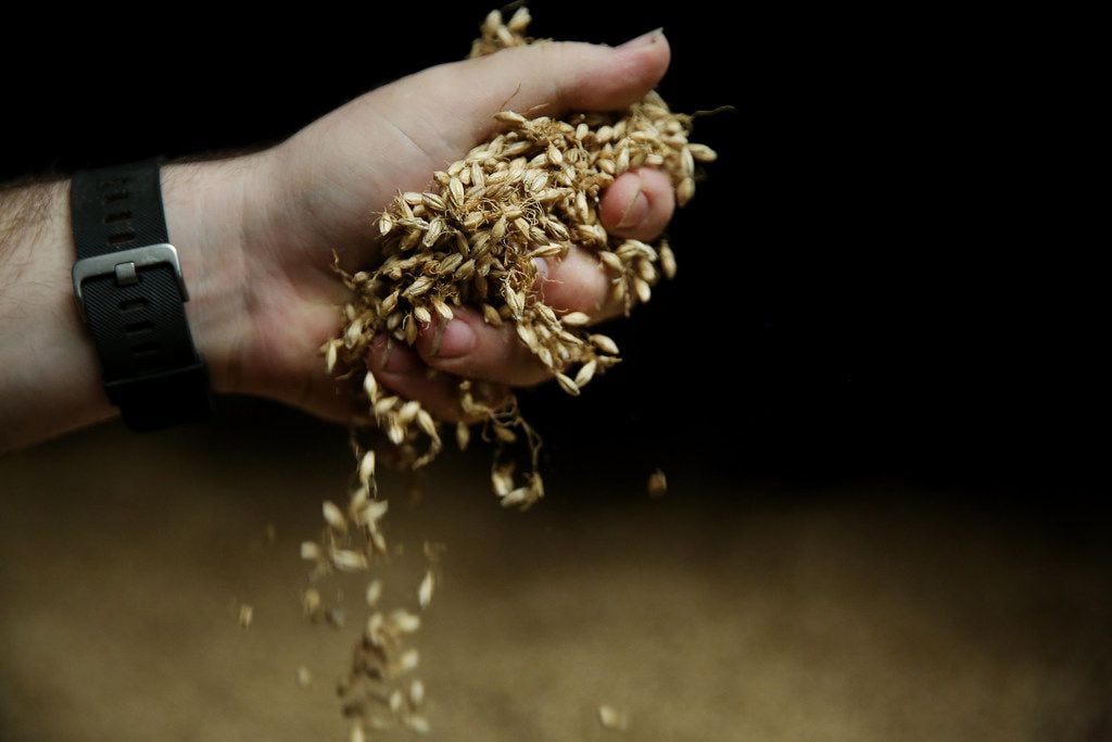 Fort Worth-based TexMalt uses traditional floor malting to prepare all Texas grains, including rye, barley and wheat, to be distributed to distillers and brewers. It's one of the only malting houses for Texas grain in the state. 