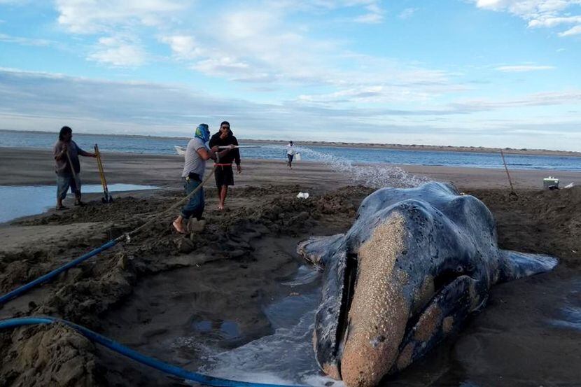 Luego de tres días se logró devolver al mar a esta ballena gris varada en Baja California...