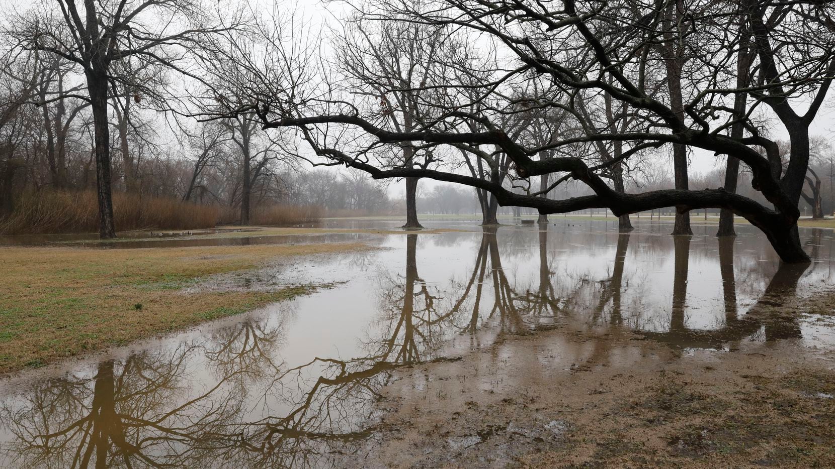 Trees are reflected in the water at White Rock Lake in Dallas after heavy rains Thursday. 