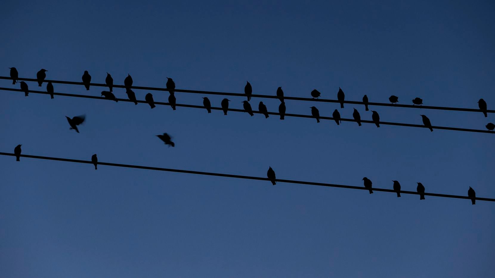 Why do birds hang out on power lines in D-FW? Curious Texas heads to the skies