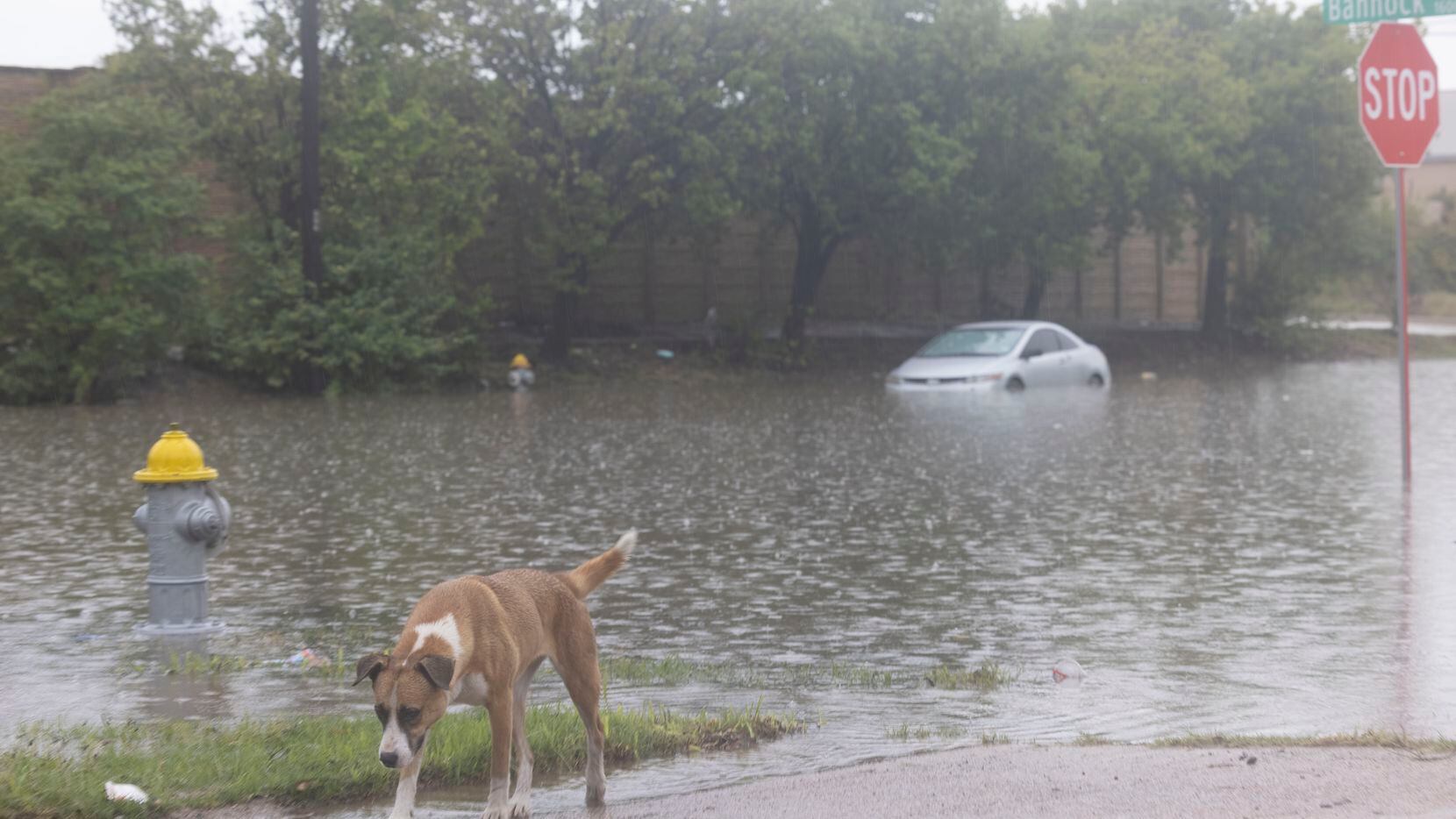 A dog walks by the flooded intersection of Bannock Avenue and Botham Jean Boulevard on...