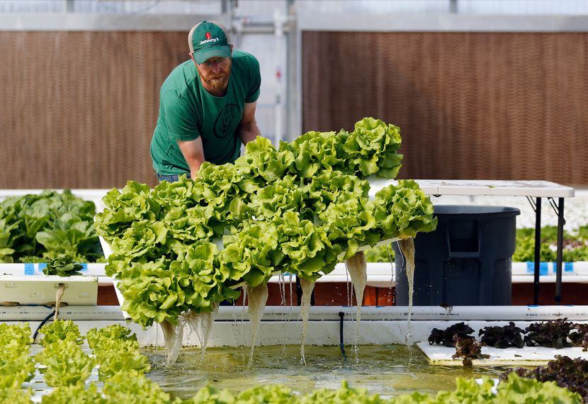 Profound Microfarms owner Jeff Bednar harvests lettuce to fulfill an order inside the...
