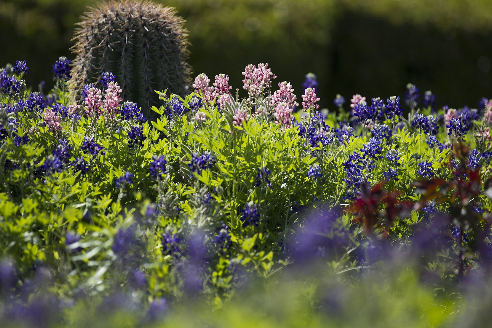 Bluebonnets bloom near the UT Tower on the University of Texas campus in Austin. The flower...