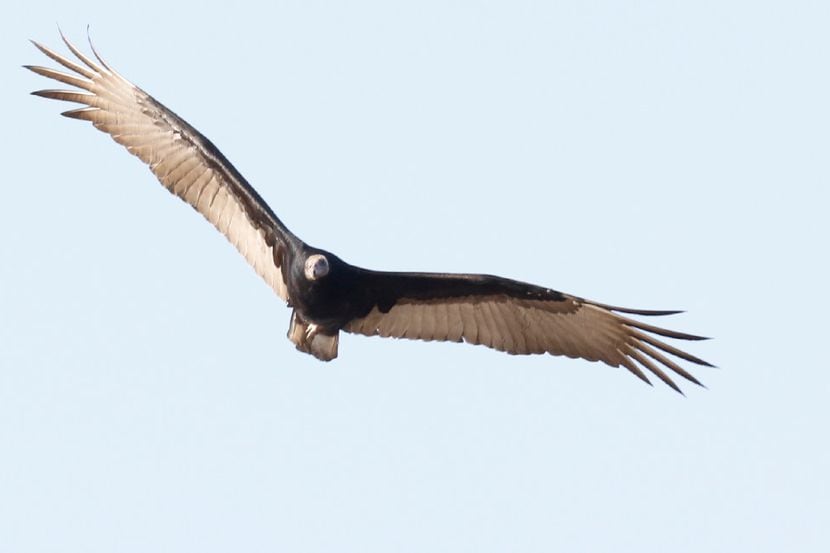 What to know about vultures in North Texas during spring nesting