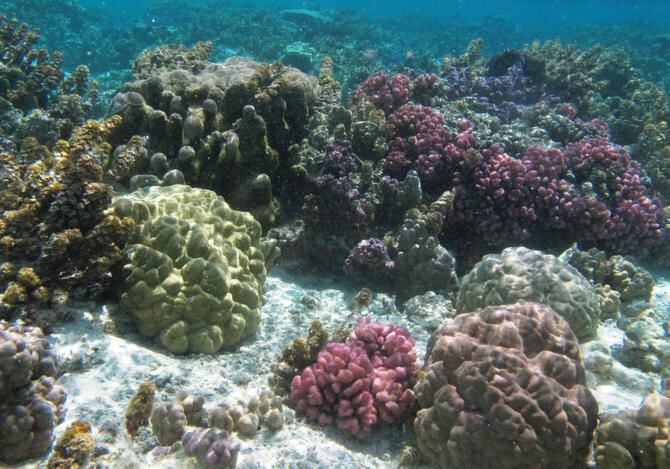 
Snorkelers see many beautiful colors and shapes of coral off the coast of Taha’a.
