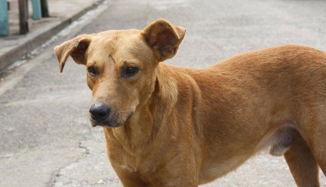 El envenenamiento de perros en Hermosillo comenzó con perros callejeros, pero ahora se ha...