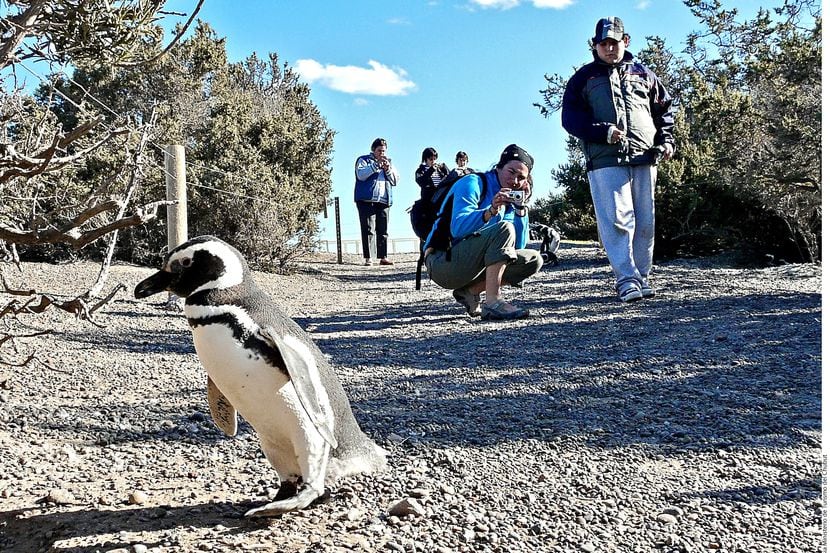 En Punta Tombo se reúne la colonia continental más grande de pingüinos de Magallanes en el...