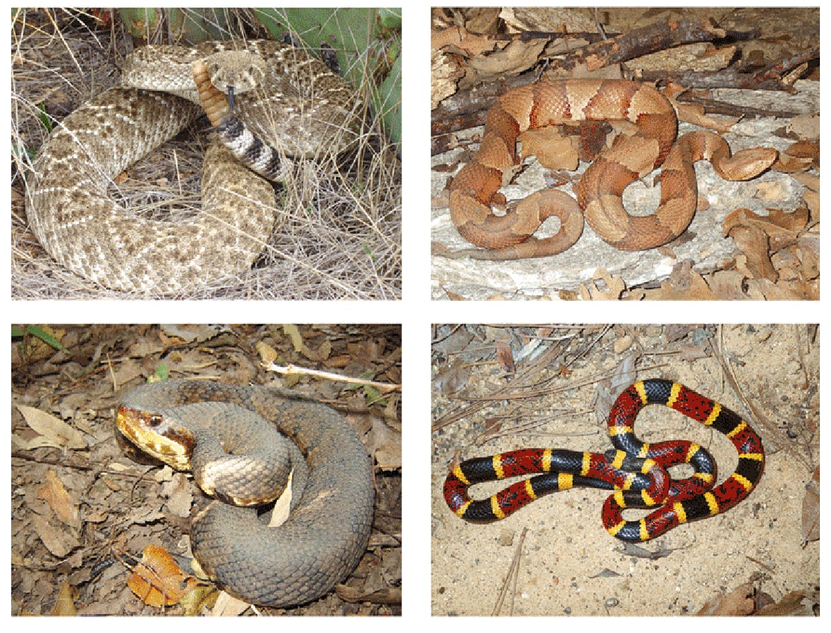 Snakes Of North Texas
