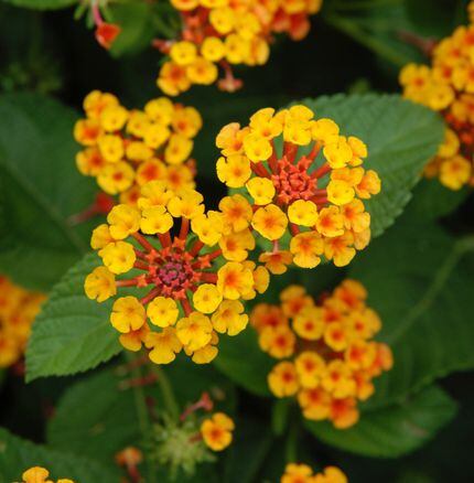 Lantana can be planted now for additional summer color.