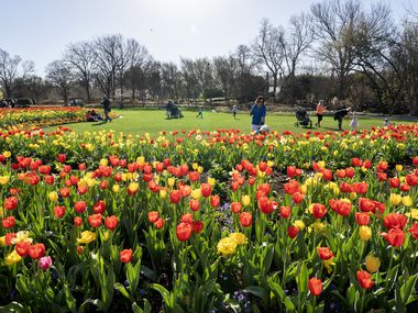 Visitors at the Dallas Arboretum walk among tulip blossoms in March during the Dallas Blooms festival.