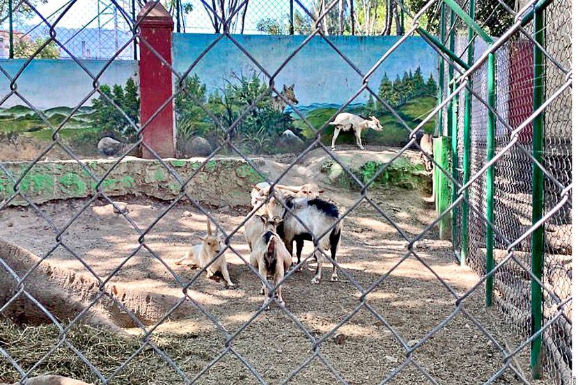 Animales en cautiverio en el zoológico Zoochilpan, en Chilpancingo, Guerrero, en el sur de...