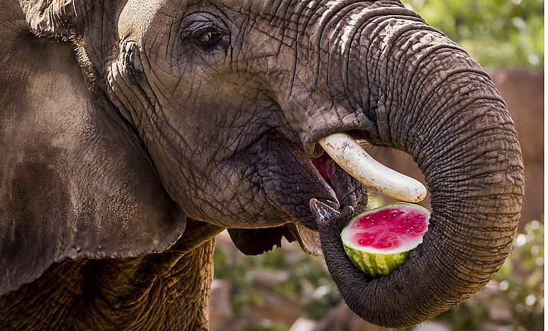 Dallas Zoo elephant Congo eats a half of a watermelon in July 2015. Animal-rights group...