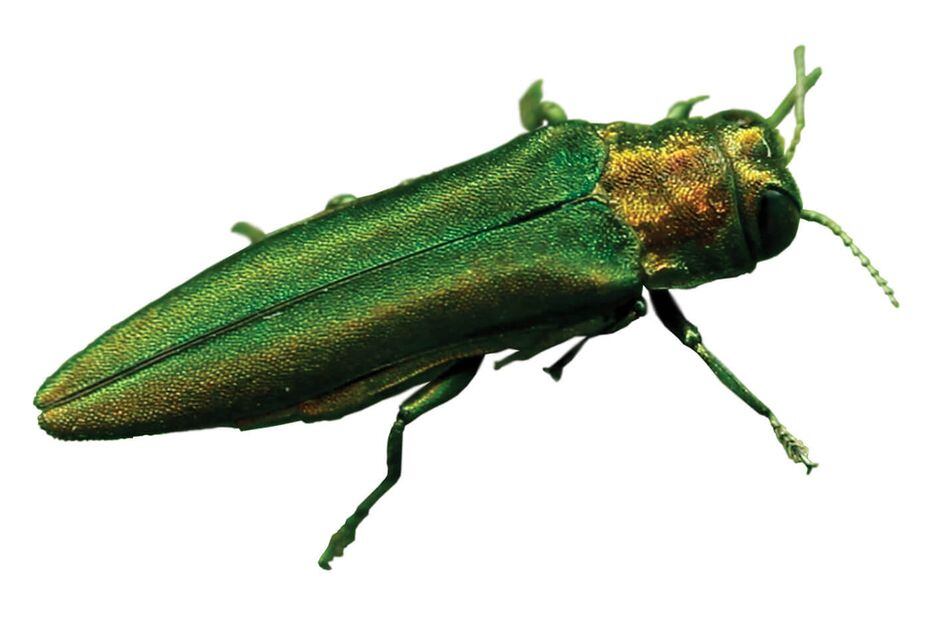 The emerald ash borer, which is smaller than a penny, attacks all varieties of ash trees.