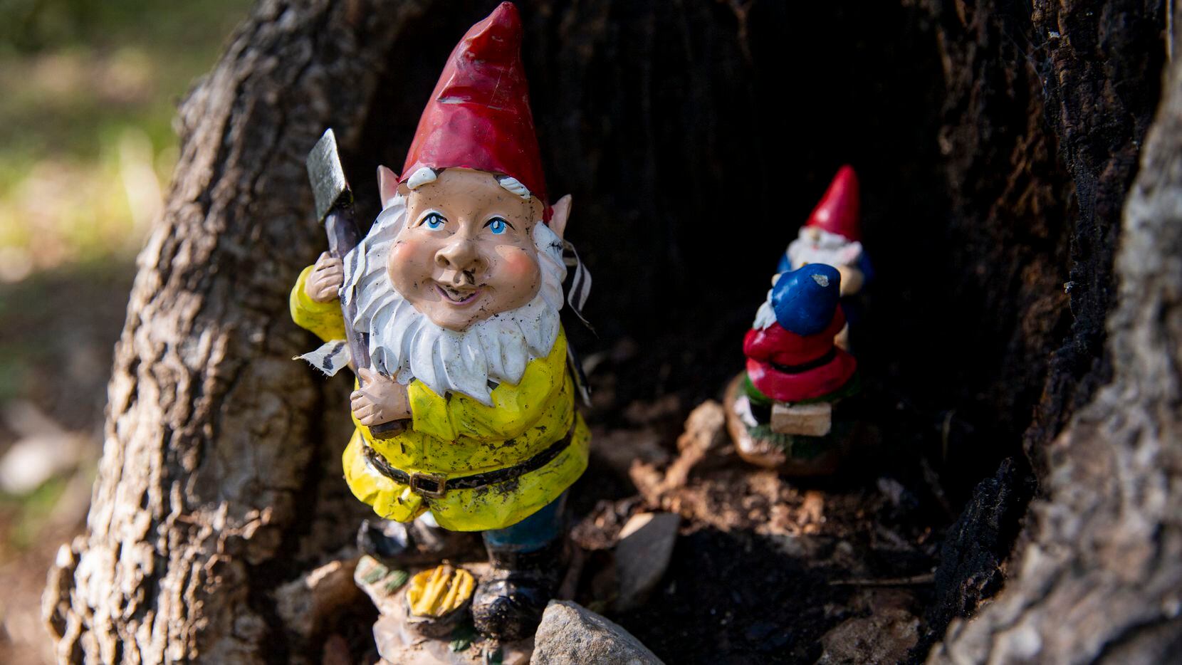 Garden gnomes placed along Coombs Creek Trail in the Stevens Park neighborhood on Aug. 22 in...