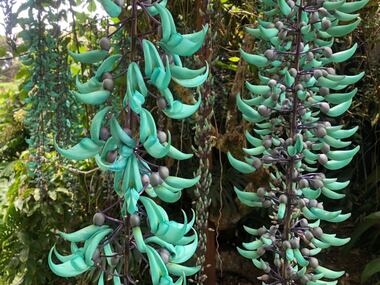 Jade Vine hangs from a tree on the Von Erichs' property.