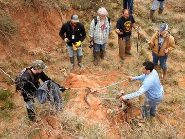 Participants watch as a rattlesnakes is pulled from a  pit during a hunt during the Sweetwater Rattlesnake Roundup in Sweetwater, Texas on March 10, 2017. (Nathan Hunsinger/The Dallas Morning News)