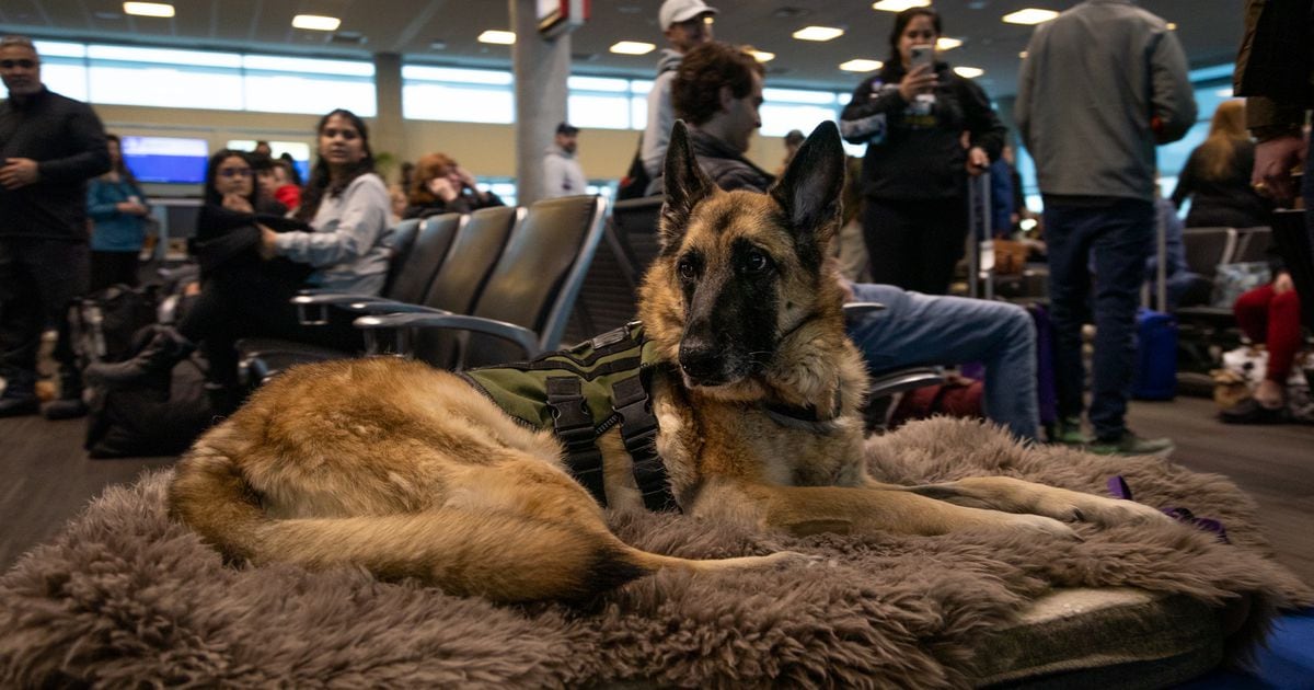 southwest airlines travel with service dog