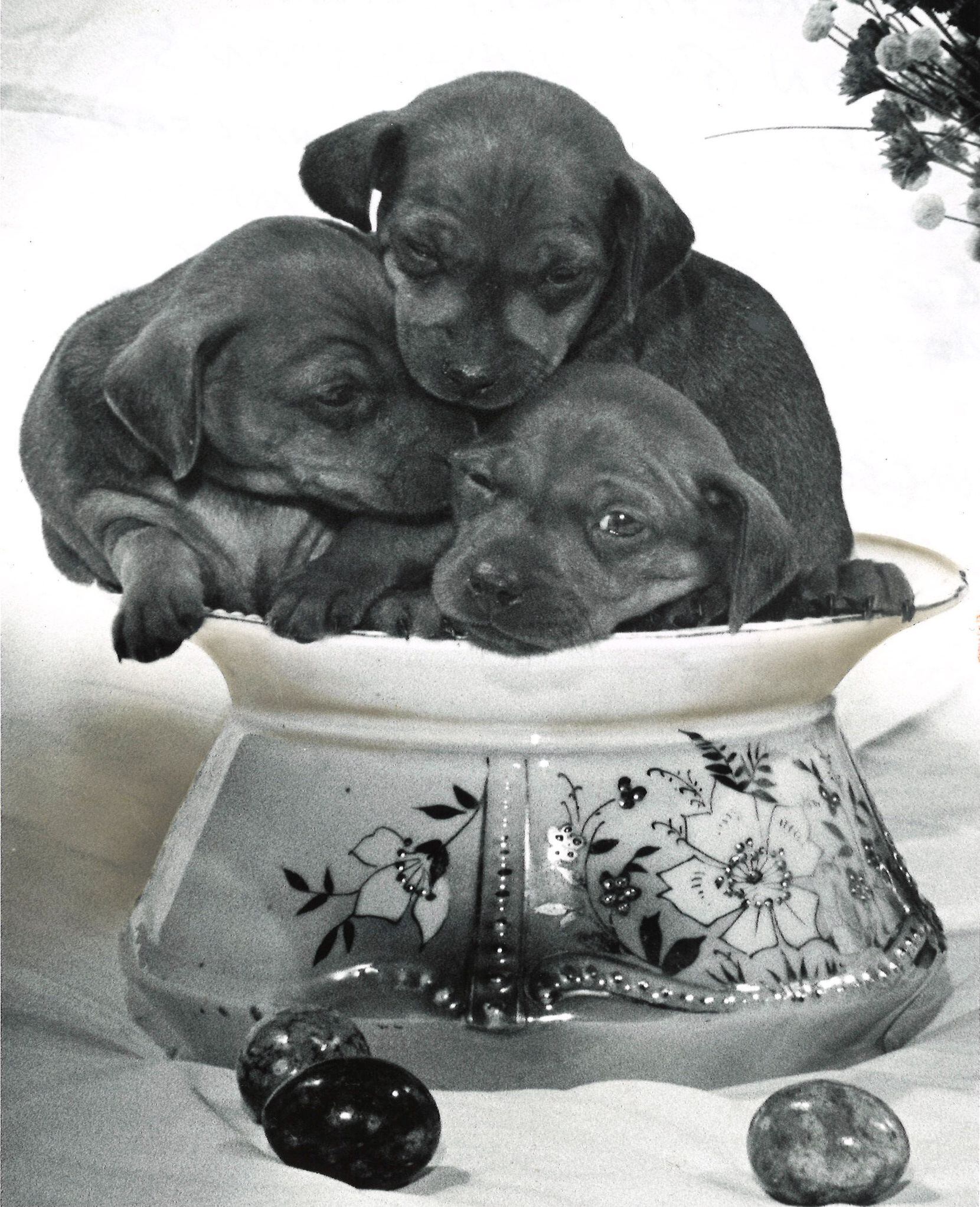 4-week-old miniature Pinscher puppies in 1975.