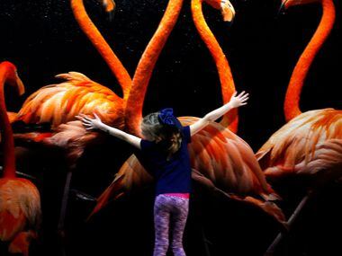 Brynn Gilliland, 7, stretches her arms in front of a photograph of American flamingo...