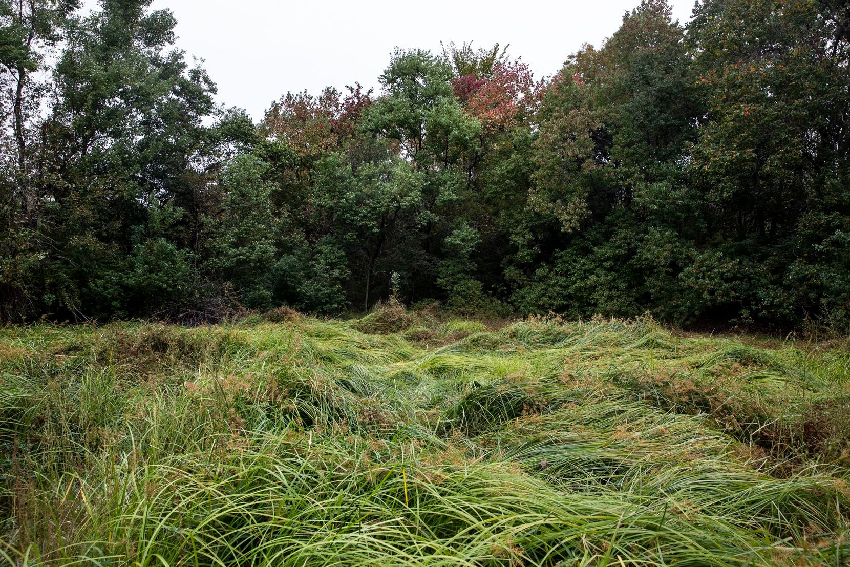 A complex system of flora and fauna interact with each other within a wetland cell at the...