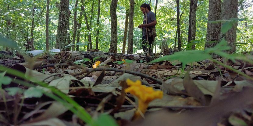 Edible mushroom expert Patrick Harris discovers a patch of golden chanterelles in a wooded...