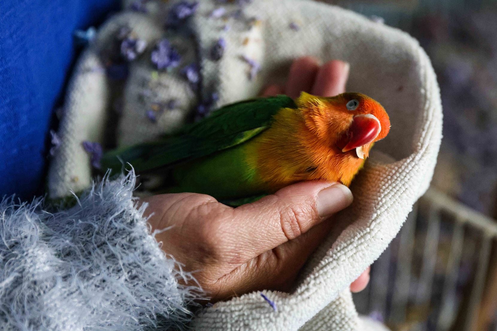 Marleny Almendarez, 38, cupped Little Rainbow, her pet parakeet, in her hand after the bird froze to death during power outages at her Dallas home. On Feb. 18, Almendarez and her two children spent the night in a bus that the city provided as a warming center. 