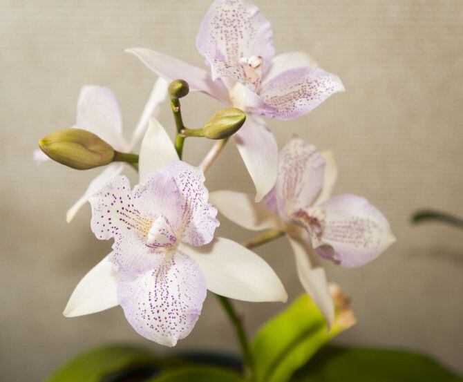 A Caulocattleya (Diaca Chantilly Lace) orchid fits the more familiar look of the flower.