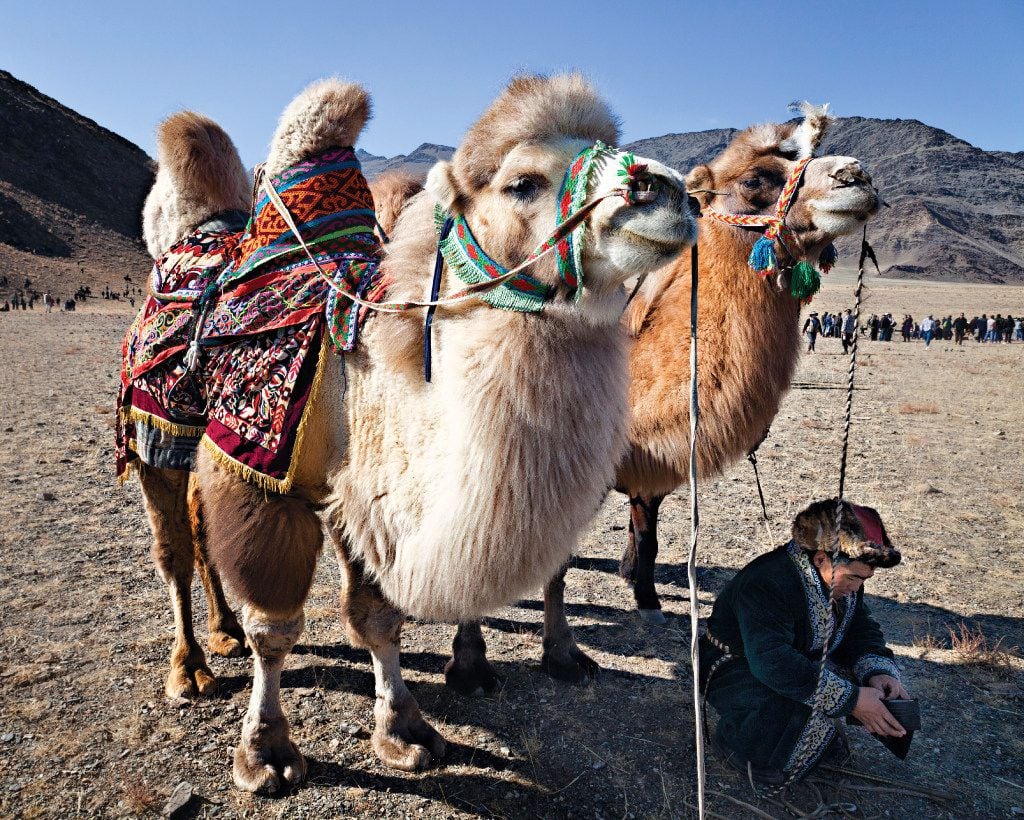 Nomadic Expeditions offers an opportunity to ride a camel
through Mongolia's Gobi Desert.