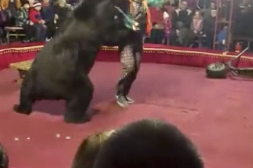 En este video proporcionado por Galina Guryeva se ve a un oso atacar a su entrenador en un...