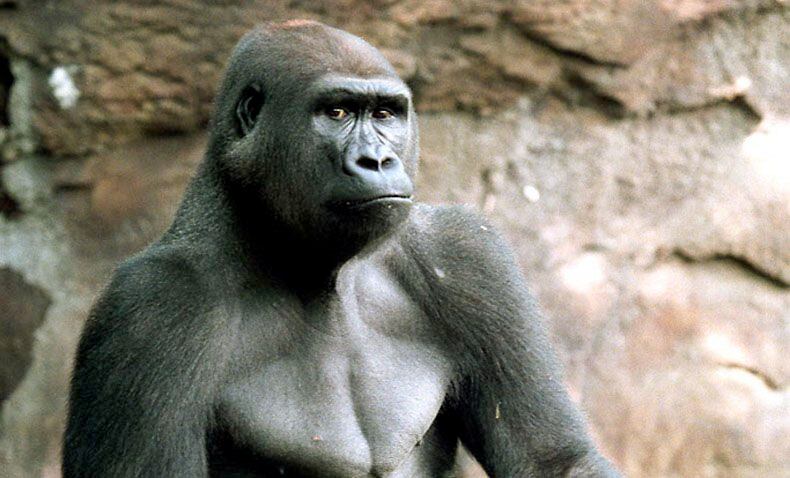 Jabari, a 300-pound gorilla, was shot to death by Dallas police after escaping from his...