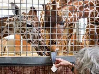 Richard Cohen feeds giraffes at the Dallas Zoo. Although he says he's not supposed to have a favorite, he does — Witten, the year-old calf.