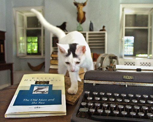  Patches, one of the in residence at the Ernest Hemingway Home & Museum in Key West, Fla.,...