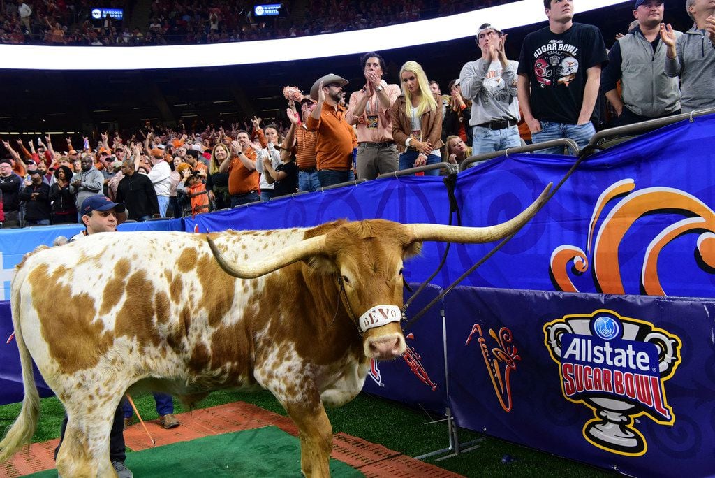 Bevo the longhorn cheers on the University of Texas as they take on the University of...