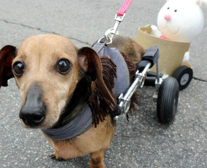 Therapy dog Arlo pulls a stuffed bunny in a chariot. 
