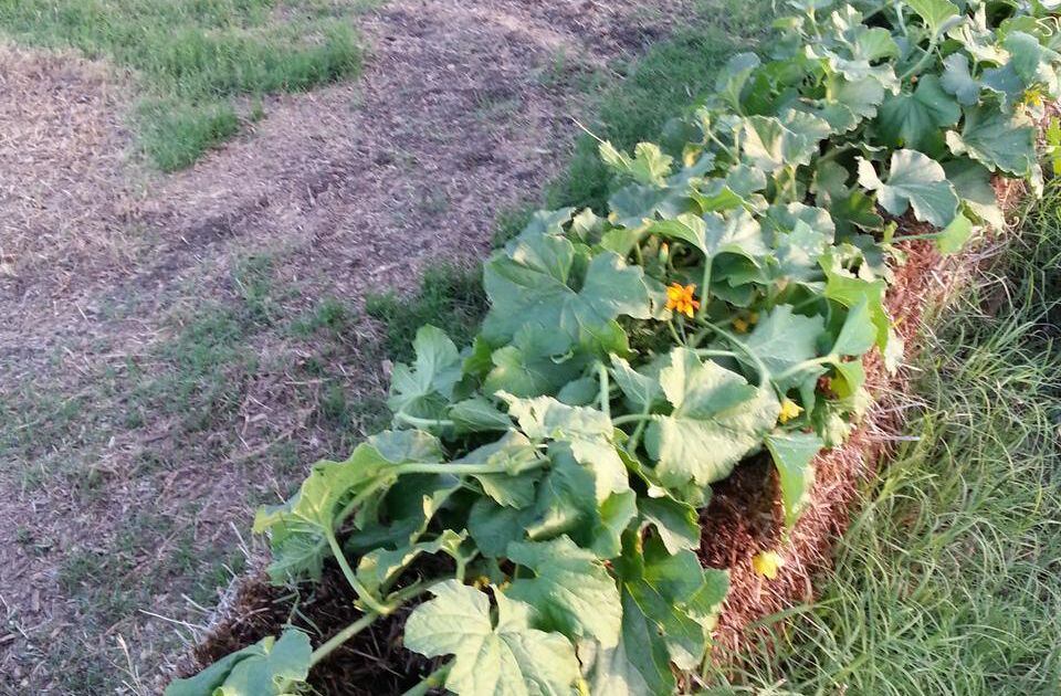 Straw Bales Revolutionize Gardening