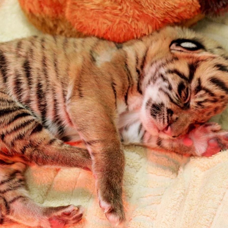 Caretakers at the Dallas Zoo will be able to introduce the twin Sumatran tigers (shown here...