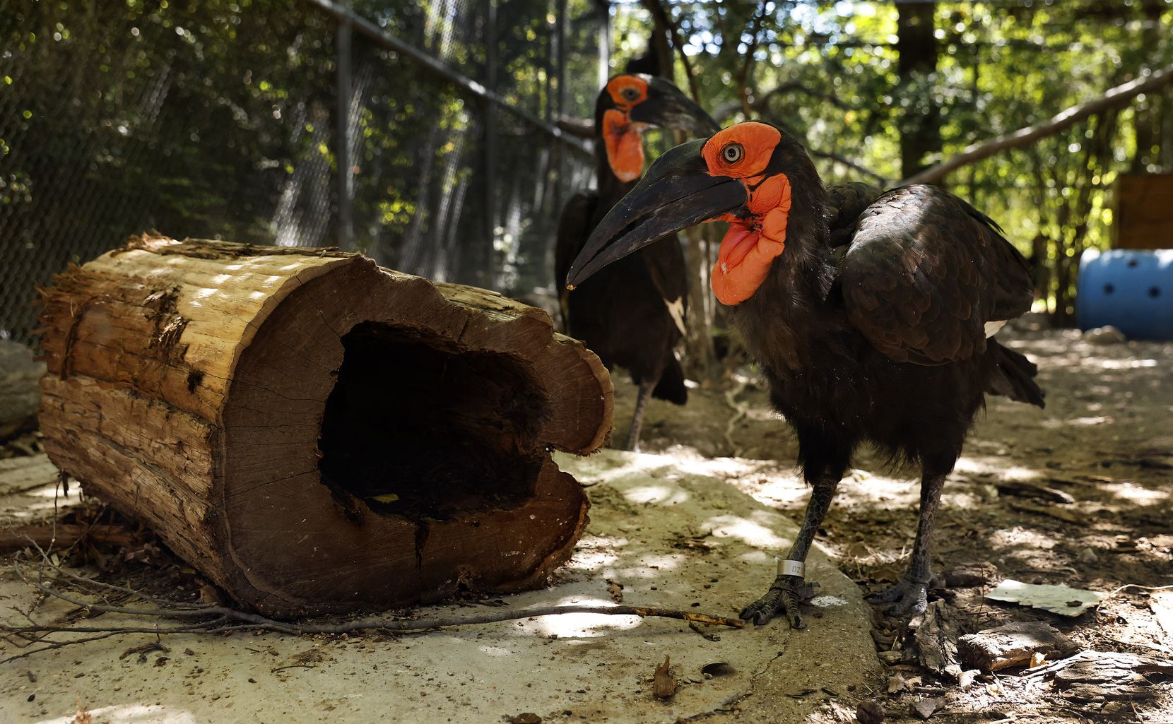 Okpara (right) and Mosi are southern ground hornbills who live with their family group at the Dallas Zoo, Wednesday, September 22, 2021. The zoo has a family of four hornbills, and has raised six chicks behind the scenes since 2017. (Tom Fox/The Dallas Morning News)