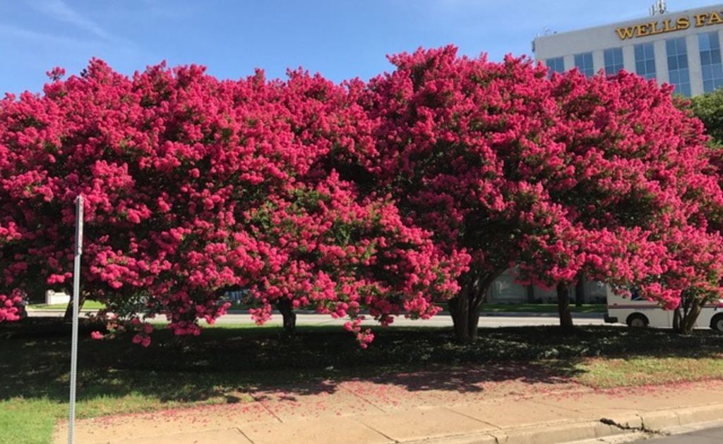 Botanic Bleu: Pink Crepe Myrtle - Why Southern Gardeners Love Them
