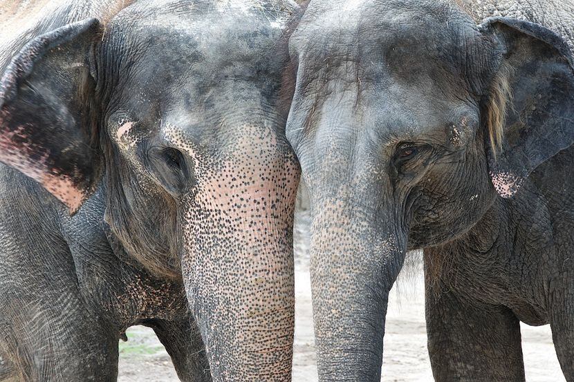 Posing elephants at the Fort Worth Zoo in Scott Keeling's photo "Putting Their Heads...