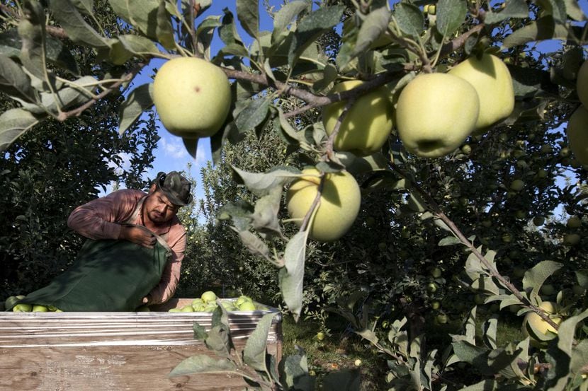 Sergio García vacía una bolsa de manzanas que acaba de recoger en una granja de Wapato,...