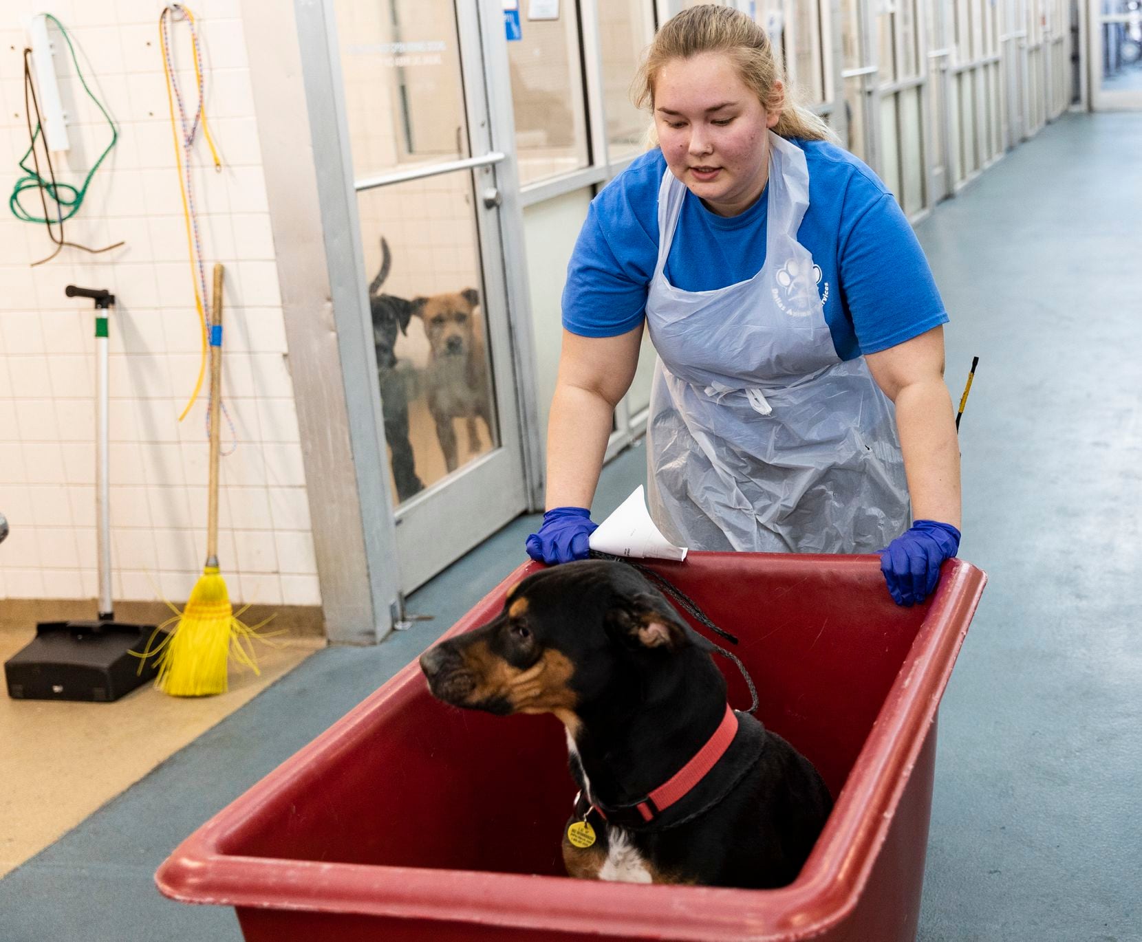 Stormy Carrillo moves a dog at Dallas Animal Services on Friday, Feb. 4, 2022. The shelter...
