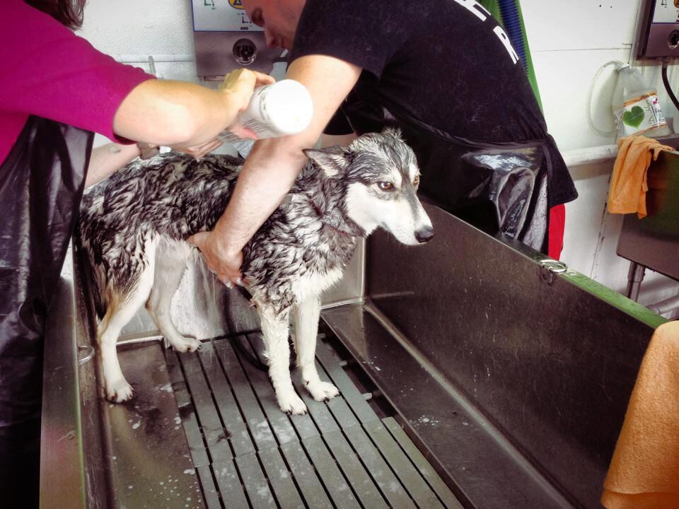Texas Husky Rescue will be bathing dogs Saturday at the Dirty Dawgz at 14902 Preston Road...