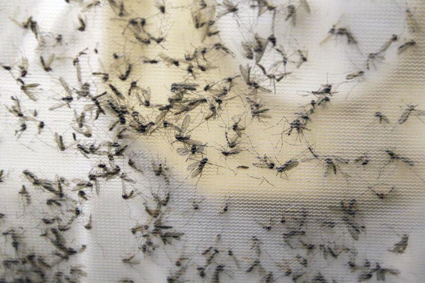 Mosquitos capturados en al area de Dallas en febrero del 2016.(AP)
