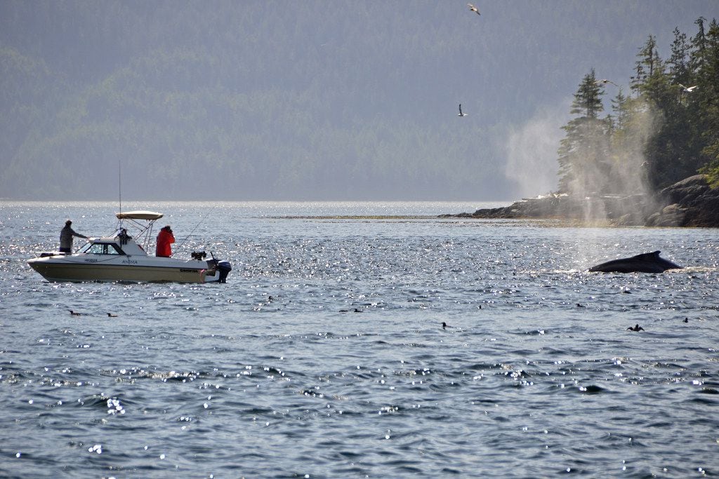 A humpback whale in British Columbia can be seen at the water's surface.