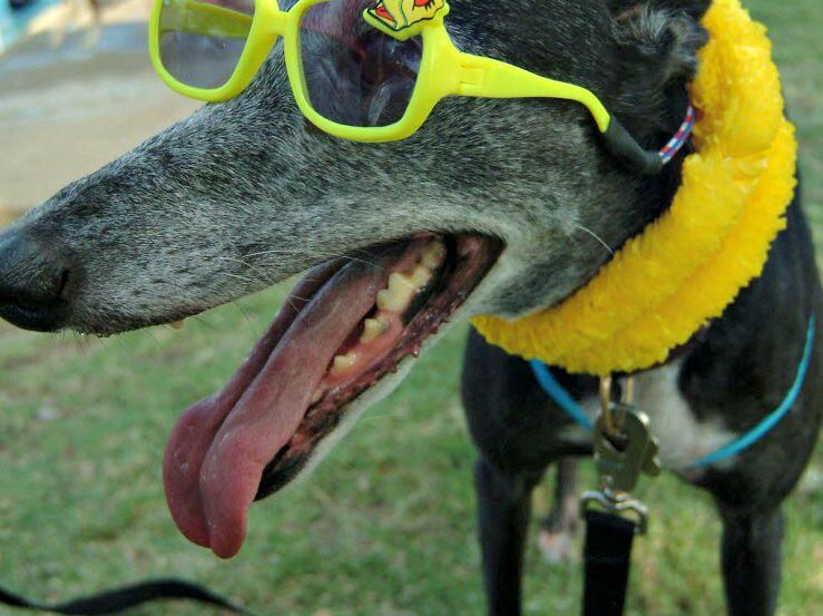 Greyhound dog sports a pair of sunglasses during Mesquite's Doggie Splash Day at Vanston Pool.