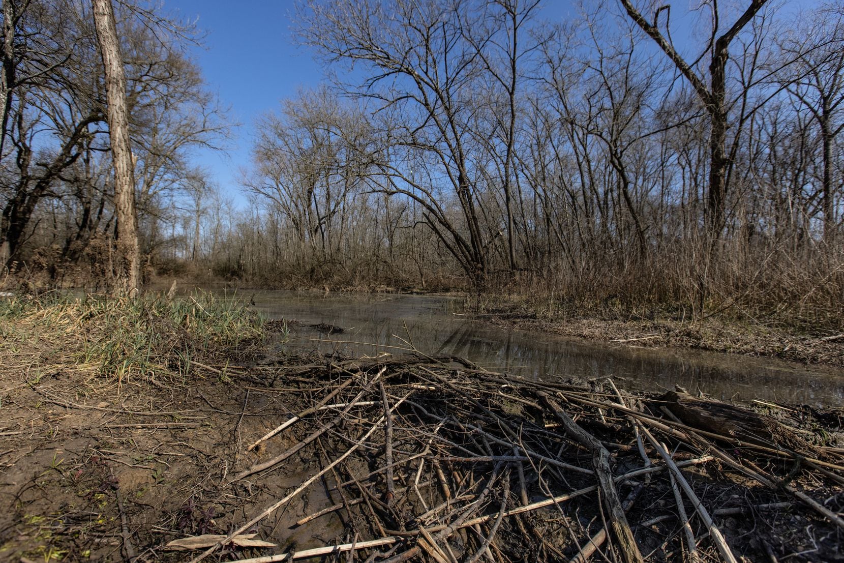 A beaver dam creates a reservoir pond in the Great Trinity Forest. Ben Sandifer and other advocates of the forest worry that proposed solutions to eradicate an impending emerald ash borer will endanger wildlife as well as other tree and plant life.