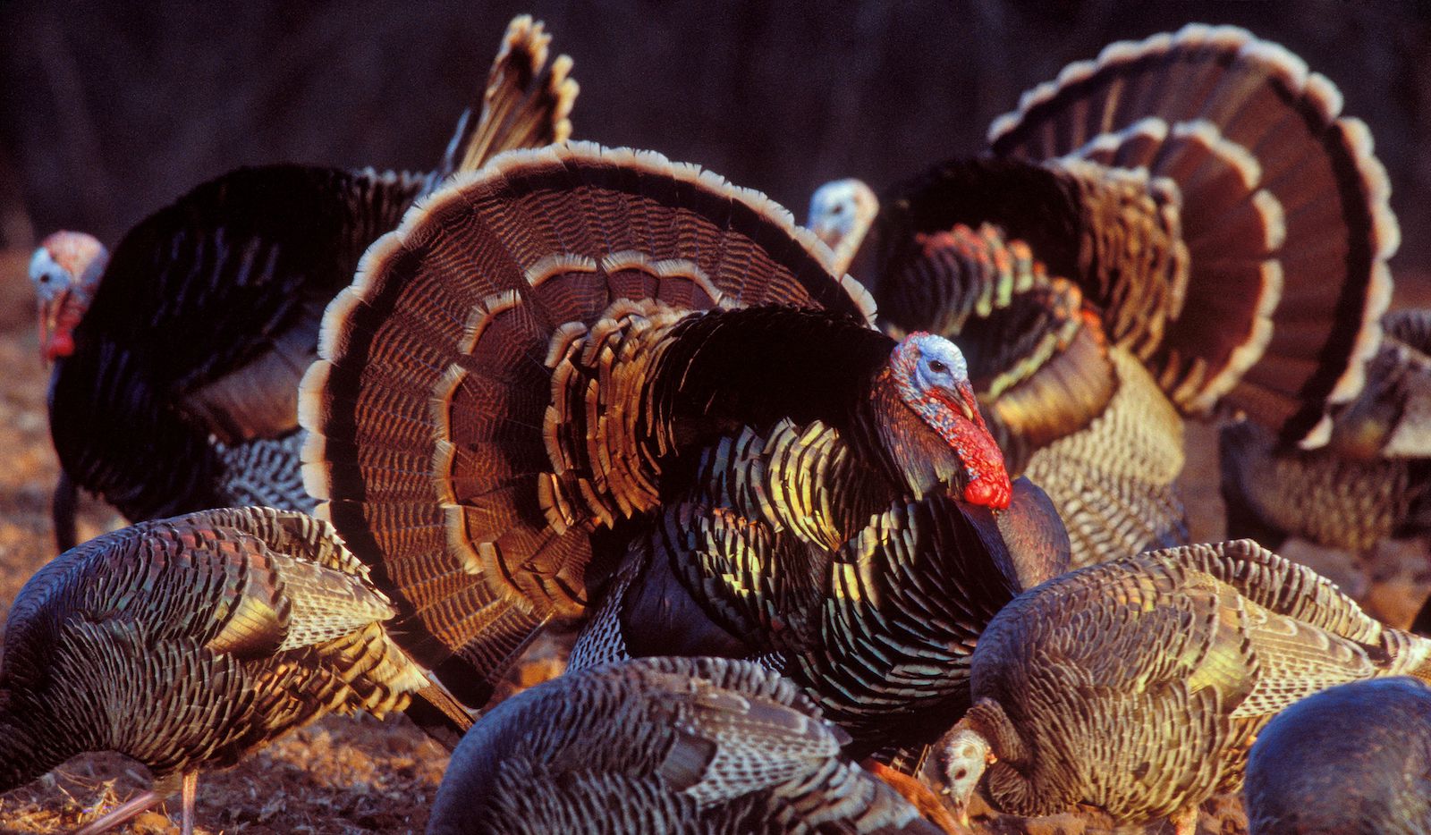 Spring Turkey Hunting Preview Taking Advantage Of Gobblers Spring Fever Is Key To A Successful Hunt