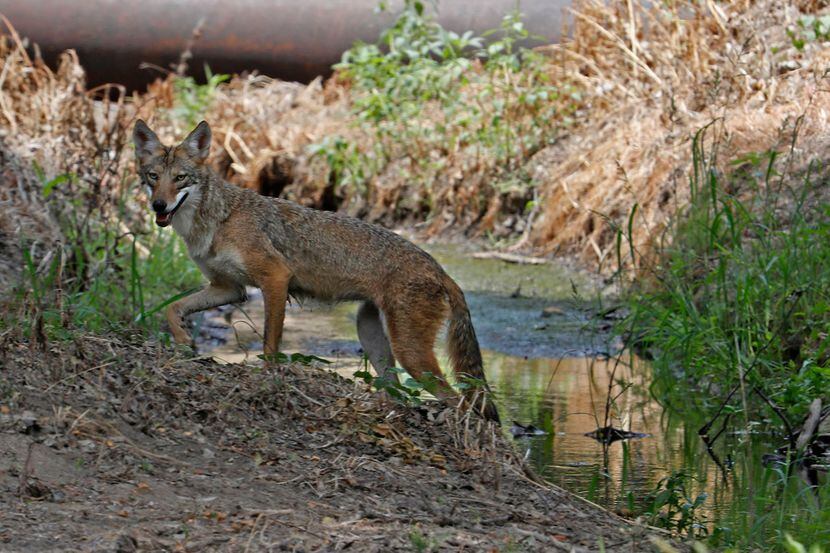 A coyote leaves a creek after drinking in a rare midafternoon sighting on July 20, 2018, in...